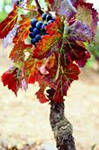 carignan