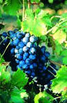 cinsault