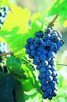 syrah